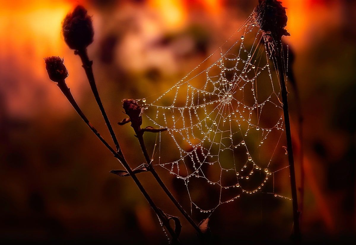A dew-covered spider web glowing in warm morning light, representing a PHP crawler moving through connected website pages